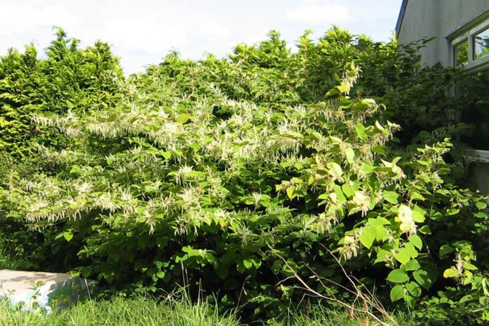 Japanese Knotweed Identification - Autumn growth - PCA